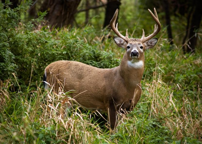 Asociatyvi nuotr. Canva nuotr. 