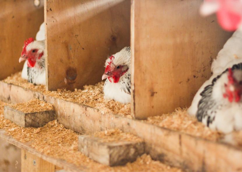 Vistos dedekles Agrobite 5 