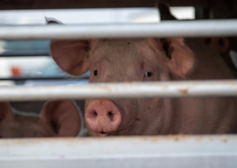 Asociatyvi nuotr. Canva nuotr. 