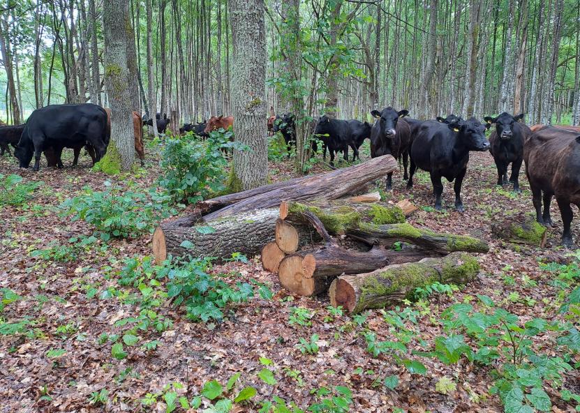 Saugomų teritorijų tarnybos nuotr. 