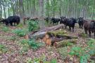 Saugomų teritorijų tarnybos nuotr.