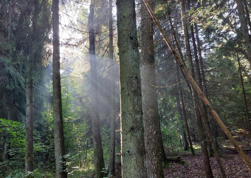 Miškas. AM nuotr. 