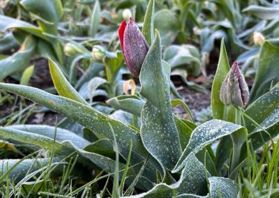 Šalnos Pakruojo dvaro gėlyne. Pakruojo dvaro nuotr.