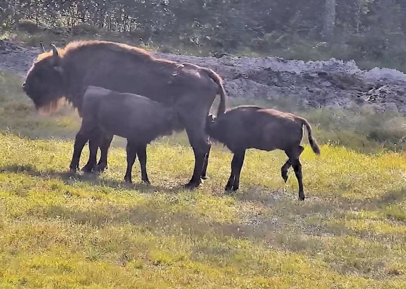 Stumbrai dvyniai, gimę Dzūkijoje, laikomi moksliniu fenomenu.