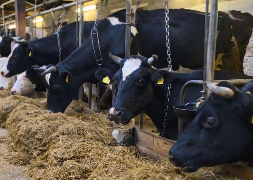 Asociatyvi nuotr. Gedimino Stanišausko nuotr. 