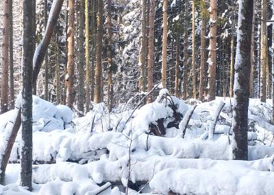 Kęstučio Grigaliūno nuotr.