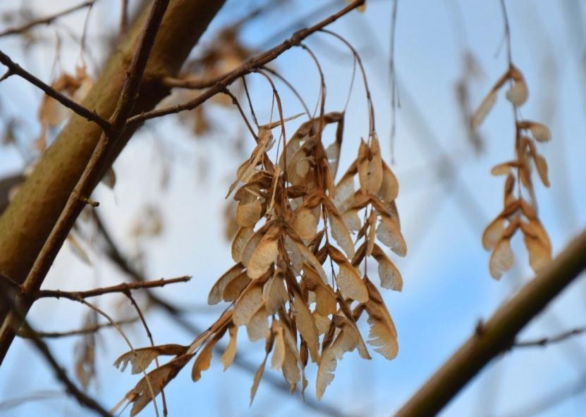 Uosialapis klevas. Valstybinės miškų tarnybos nuotr.