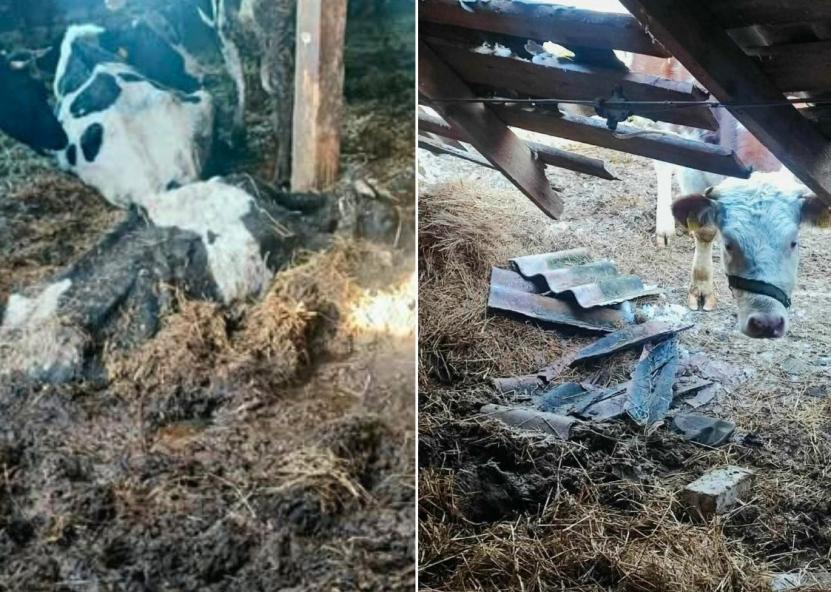 VMVT inspektoriai aptiko baisų vaizdą M. Diliauto fermoje. VMVT nuotr. 