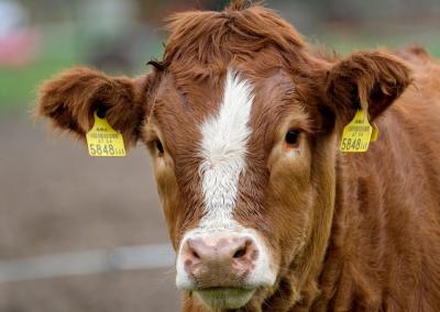 Karvė. Pieno ūkis nuotr.