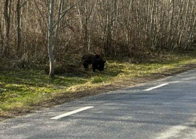 Lokys. Medžioklės žurnalo nuotr.