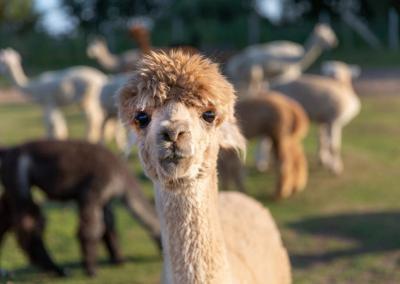 Asociatyvi nuotr.