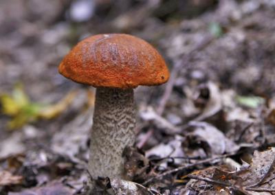 Giedriaus Rusino nuotr.